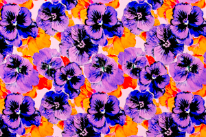 Floral Prints (Purple/Orange/Multi)