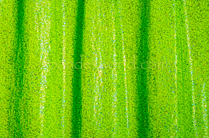 Holographic Tiny Dots (Neon Lime/Silver)
