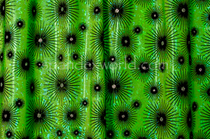 Pattern/Abstract Hologram (Lime/Green Holo/Black)