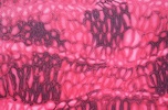 Dragon pattern  Hologram (Red, Black, Pink)