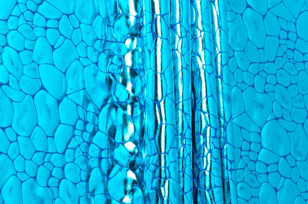 Pattern/Abstract Hologram (Turquoise/Royal)