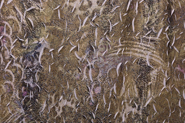 Novelty Spandex (Olive/Gold)