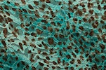Stretch Printed Lace (Teal, Brown, Multi)