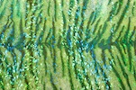 Animal Print Holograms (Green/Lime)