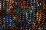 Animal Print Hologram (Brown/Purple/Multi)