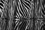Novelty Spandex (Black)