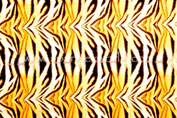 Animal Prints (Tiger Skin)
