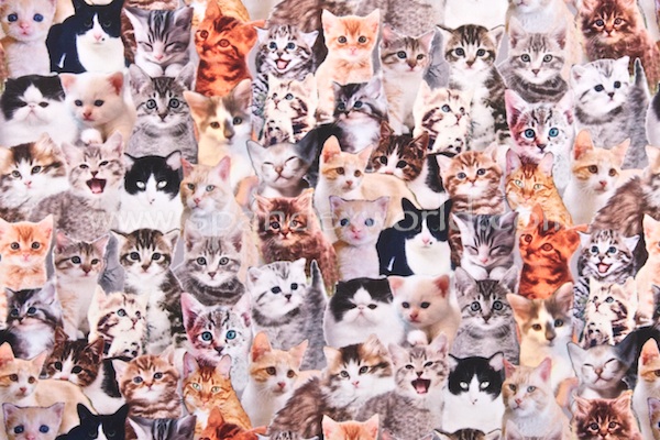 Animal Prints (Kitten)