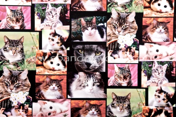 Animal Prints (Cats)
