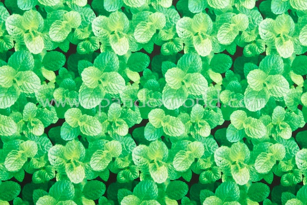 Printed Spandex (Green Mint)