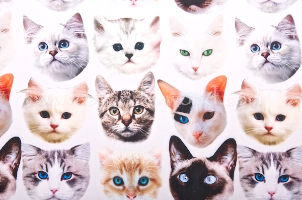 Animal Print (Cat Face)