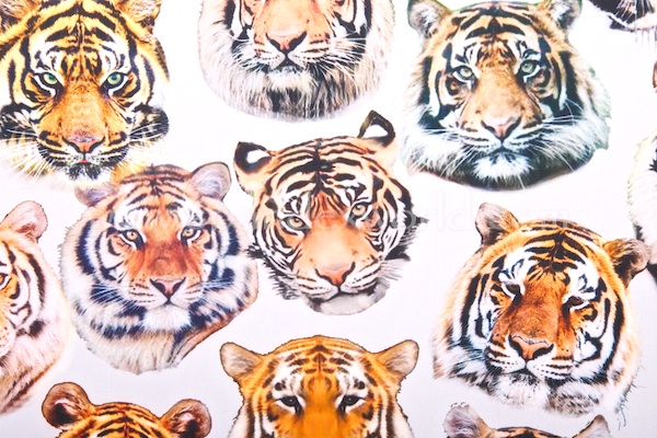 Animal Print (Tiger Face)